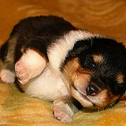 Ryan participe au concours pour gagner de l'argent avec cette photo : puppy, dog, sleeping, fur, cute, animal, pet, lying_down, cozy, blanket, brown, black, white, small, young, close_up, indoors, resting, adorable, soft