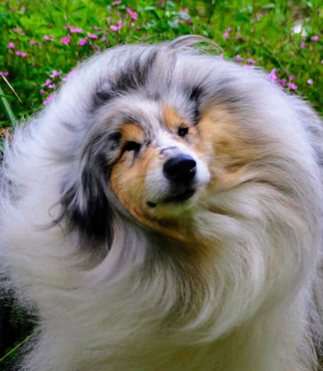 Willow participe au concours pour gagner de l'argent avec cette photo : dog, fluffy, fur, shake, motion_blur, outdoor, greenery, flowers, nature, animal, pet, long_hair, collie, portrait, cute, furry, head, close_up, garden, swirl