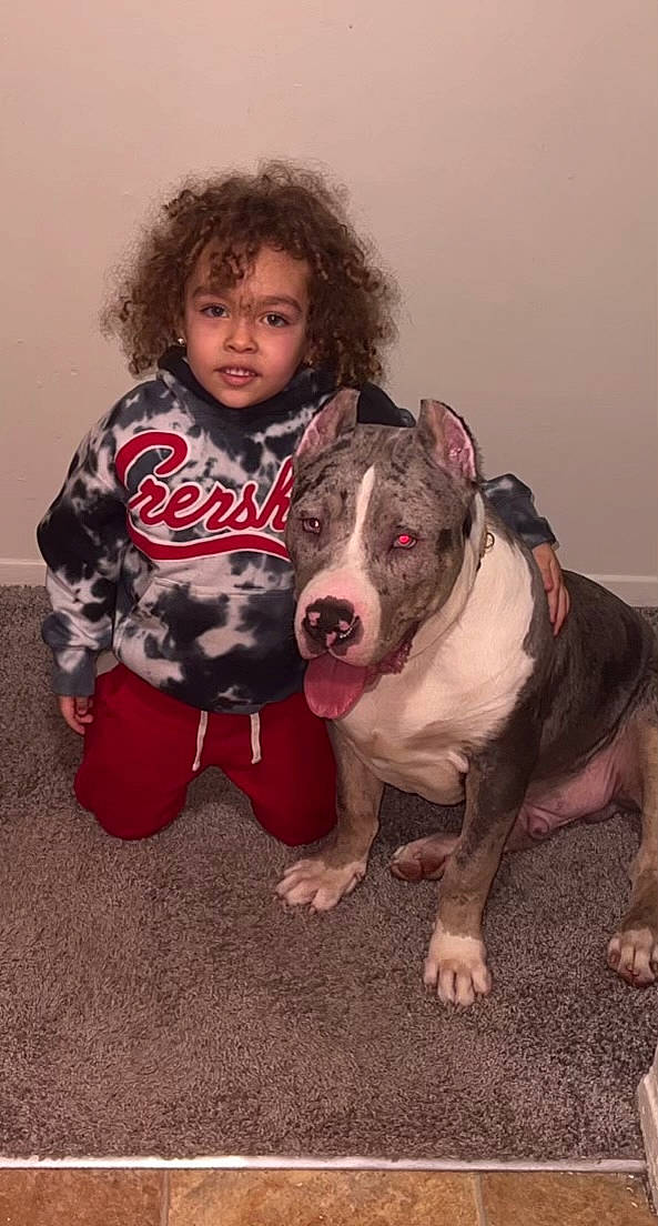 Kye is registered to the contest to win money with this photo: canidae, carnivore, comfort, companion_dog, dog, dog_breed, dog_collar, eye, fawn, fun, fur, happy, knee, person, sitting, sleeve, snout, sporting_group, thigh, toddler