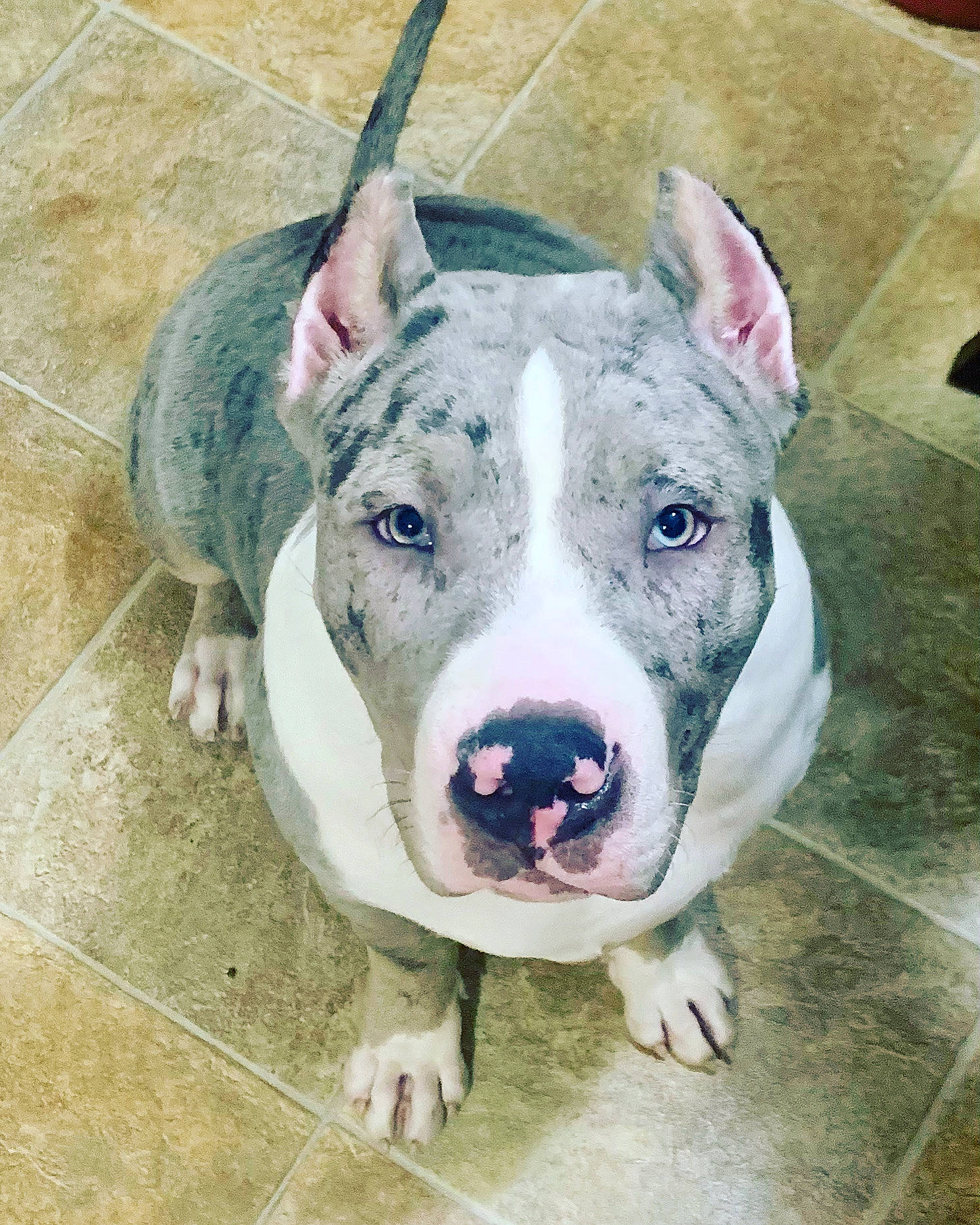 Apollo is registered to the contest to win money with this photo: ancient_dog_breeds, canidae, carnivore, collar, companion_dog, dog, dog_breed, dog_collar, fawn, flesh, metal, non_sporting_group, old_english_terrier, snout, sporting_group, terrestrial_animal, whiskers, working_animal