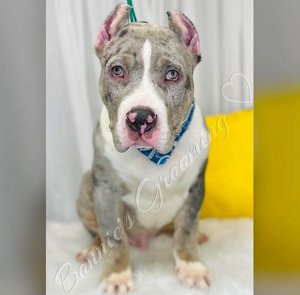 Apollo is registered to the contest to win money with this photo: carnivore, collar, companion_dog, dishware, dog, dog_breed, dog_collar, dog_supply, great_dane, guard_dog, pattern, paw, picture_frame, rectangle, sporting_group, whiskers, working_animal, working_dog