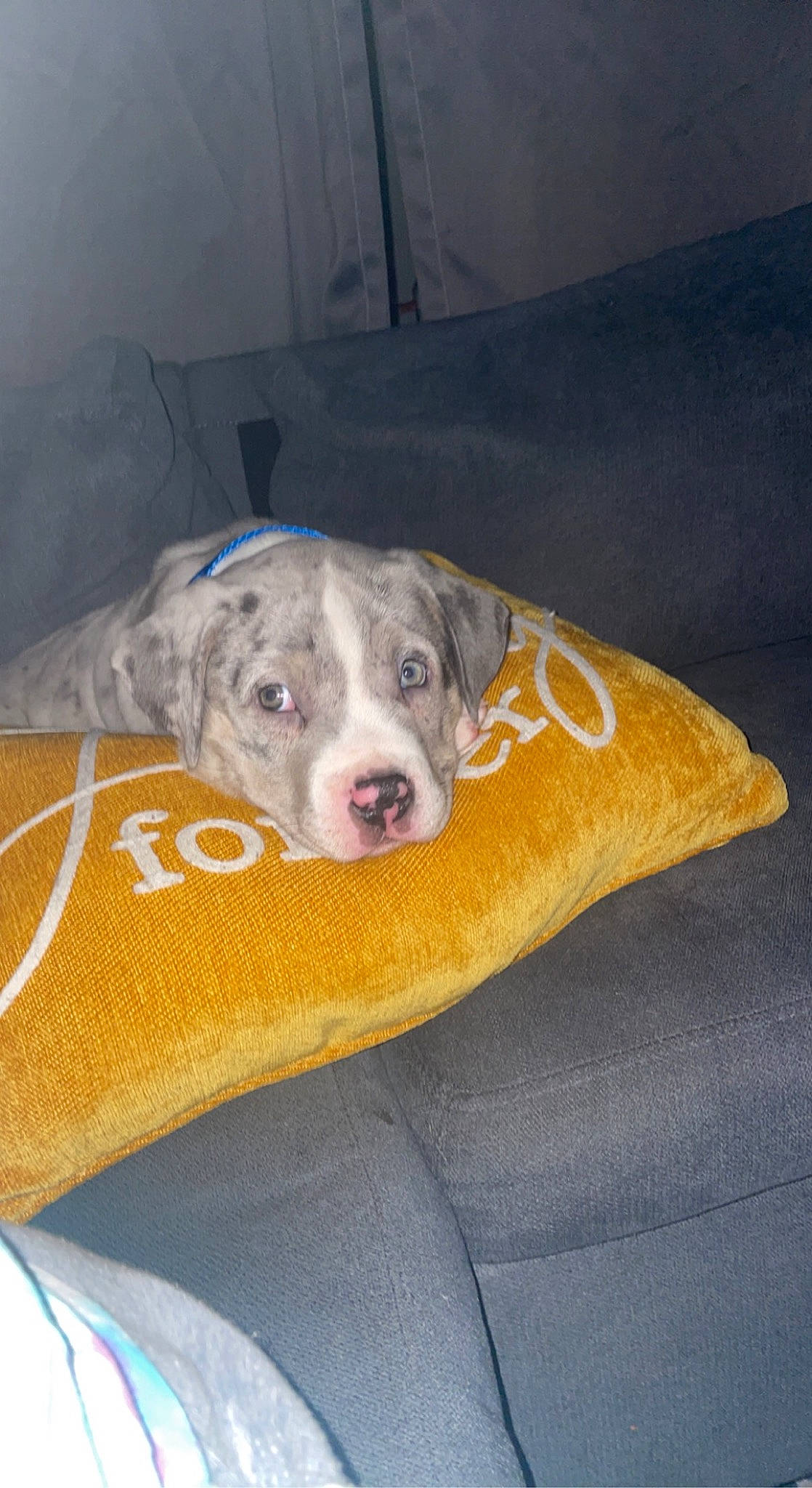 Apollo joined the competition — help win amazing prizes! canidae, carnivore, comfort, companion_dog, dog, dog_breed, dog_supply, fawn, grey, guard_dog, gun_dog, non_sporting_group, pet_supply, snout, sporting_group, terrestrial_animal, whiskers, working_animal