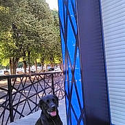 Hayroon a rejoint le concours — aidez-le/la à gagner de superbes lots ! dog, black_dog, outdoor, sidewalk, trees, parked_cars, blue_wall, geometric_pattern, happy, tongue_out, sunny, daytime, fence, urban, pet, animal, canine, building, street, smiling