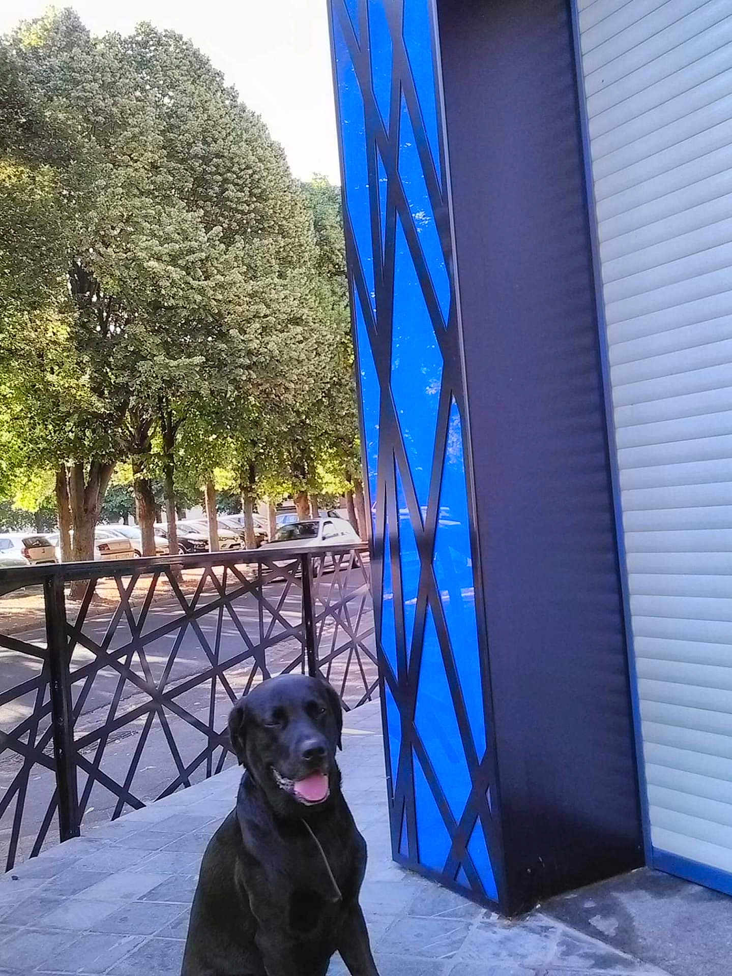 Hayroon a rejoint le concours — aidez-le/la à gagner de superbes lots ! dog, black_dog, outdoor, sidewalk, trees, parked_cars, blue_wall, geometric_pattern, happy, tongue_out, sunny, daytime, fence, urban, pet, animal, canine, building, street, smiling