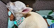 Peaches is registered to the contest to win money with this photo: puppy, dog, sleeping, blanket, collar, couch, furniture, indoor, pet, cozy, resting, lap, clothing, jeans, sweater, cute, small, fur, animal, relaxation