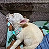 puppy, dog, sleeping, blanket, collar, couch, furniture, indoor, pet, cozy, resting, lap, clothing, jeans, sweater, cute, small, fur, animal, relaxation