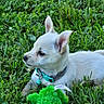 Peaches joined the competition — help win amazing prizes! animal, collar, cute, dog, ears, grass, greenery, nature, outdoor, pet, playful, plush_toy, puppy, relaxing, side_view, snout, summer, toy, white_fur, young_dog