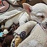 Peaches joined the competition — help win amazing prizes! puppy, dog, sleeping, blanket, cozy, soft, cute, pet, fur, animal, resting, snuggling, toy, white, small, indoors, closeup, peaceful, warm, comfort