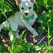 Peaches joined the competition — help win amazing prizes! adventure, animal, collar, cute, dappled_light, dog, explorer, fur, grass, green_leaves, ground, nature, outdoor, pet, plants, puppy, small_dog, sunlight, white_dog, young_dog