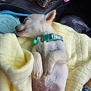 Peaches joined the competition — help win amazing prizes! puppy, sleeping, blanket, collar, dog, car_interior, plastic_bag, bottle, yellow, blue, fur, pet, cute, small_dog, resting, relaxed, animal, indoor, soft, cozy