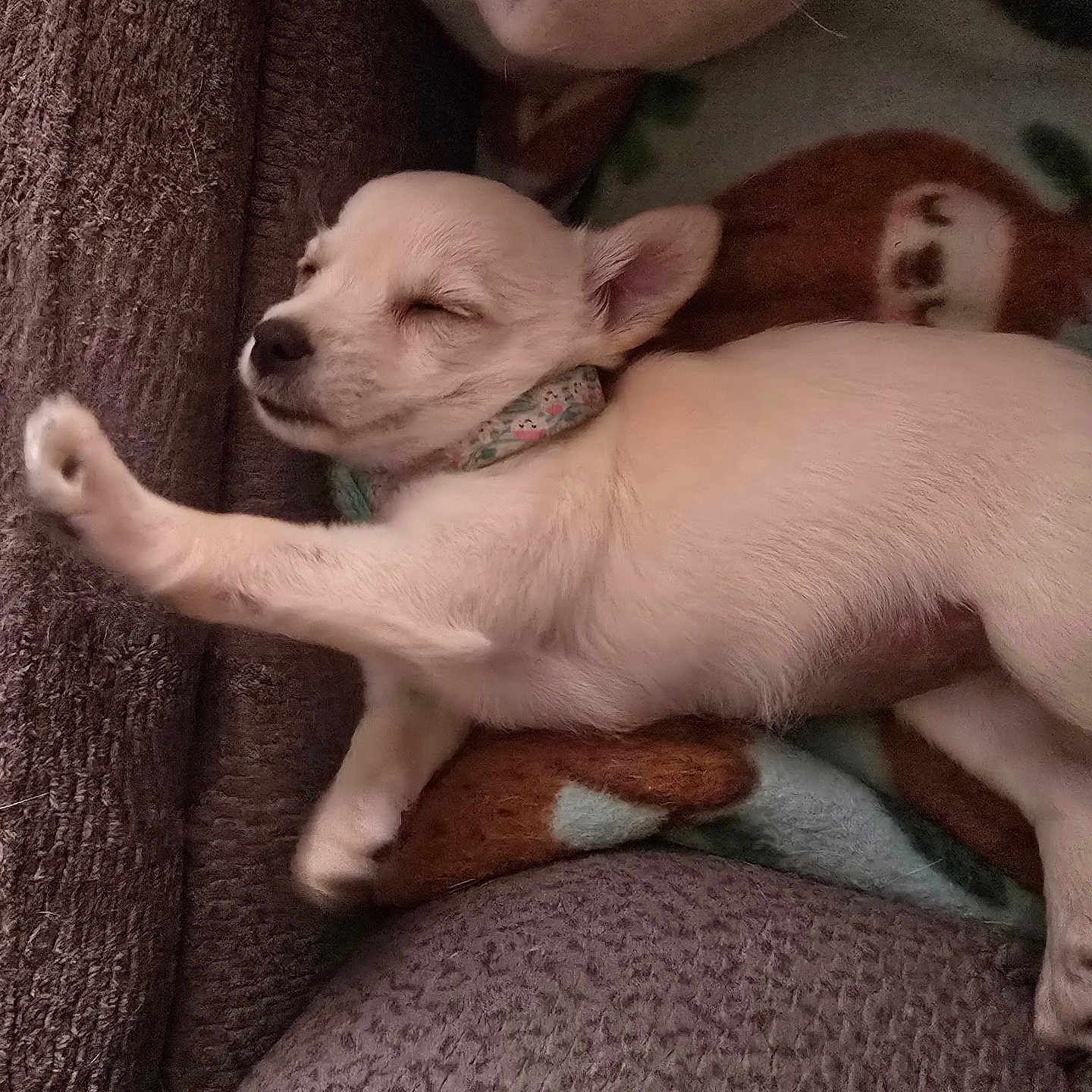 Peaches joined the competition — help win amazing prizes! puppy, dog, sleeping, paw, blanket, couch, cozy, cute, pet, resting, fur, animal, indoor, collar, relaxation, snuggled, soft, comfort, young, adorable