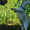 Peaches is registered to the contest to win money with this photo: animal, collar, daylight, dog, garden, gloves, grass, greenery, nature, outdoor, paw, person, pet, plants, playful, reaching, soil, standing, sunlight, white_dog