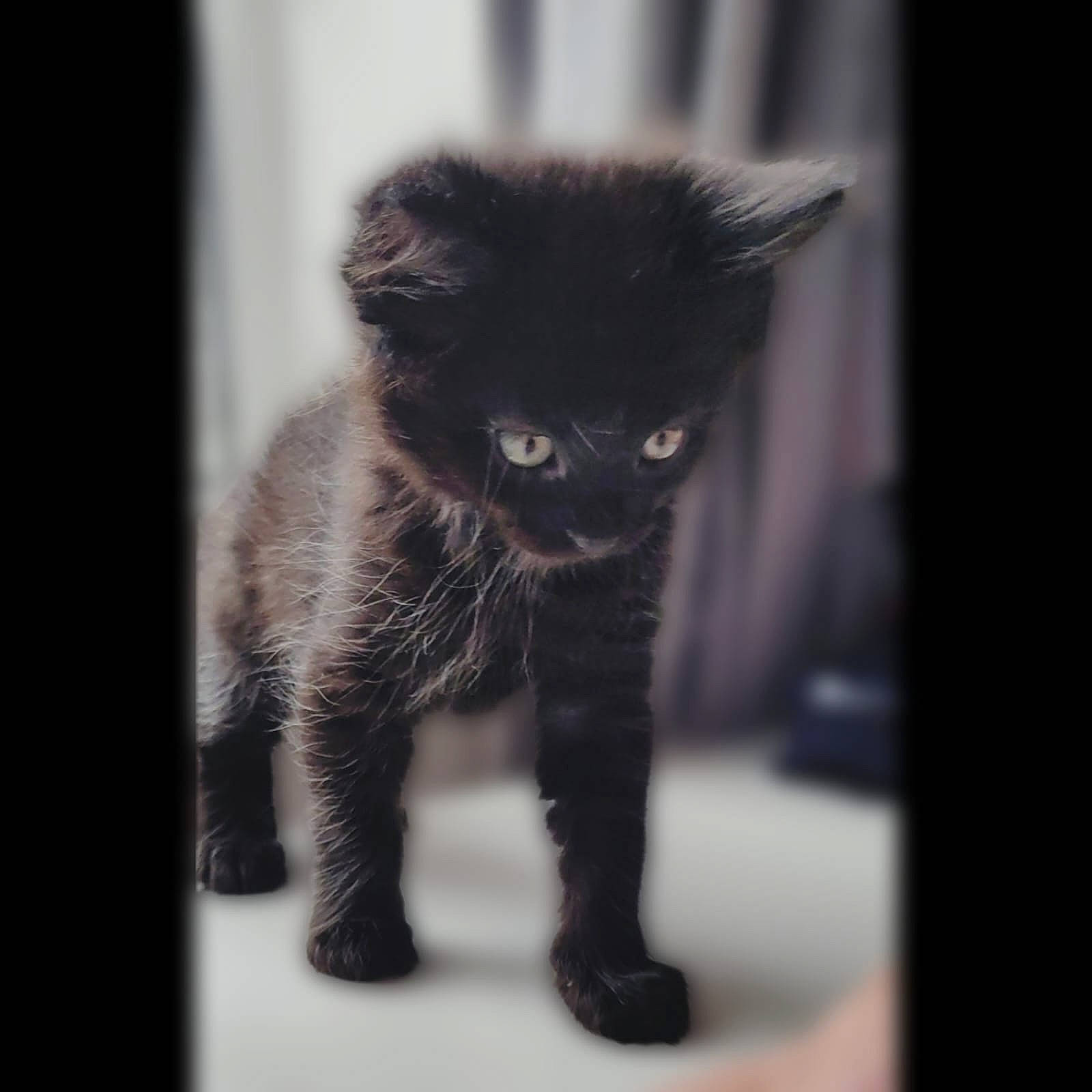 Shadow is registered to the contest to win money with this photo: carnivore, cat, claw, domestic_short_haired_cat, eye, felidae, fur, head, iris, monochrome, monochrome_photography, small_to_medium_sized_cats, snout, tail, terrestrial_animal, whiskers, window