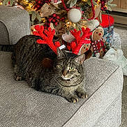 Christopher joined the competition — help win amazing prizes! cat, tabby_cat, reindeer_antlers, christmas_tree, holiday_decor, gingerbread_ornaments, couch, indoor, festive, lights, decorations, cozy, pet, animal, feline, relaxed, holiday, celebration, red, gray
