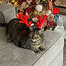cat, tabby_cat, reindeer_antlers, christmas_tree, holiday_decor, gingerbread_ornaments, couch, indoor, festive, lights, decorations, cozy, pet, animal, feline, relaxed, holiday, celebration, red, gray