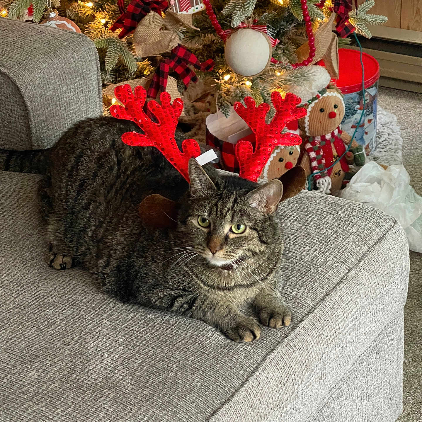 Christopher joined the competition — help win amazing prizes! cat, tabby_cat, reindeer_antlers, christmas_tree, holiday_decor, gingerbread_ornaments, couch, indoor, festive, lights, decorations, cozy, pet, animal, feline, relaxed, holiday, celebration, red, gray