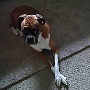 Rain is registered to the contest to win money with this photo: dog, brown, white, carpet, indoor, pet, animal, laying, crossed_paws, canine, domestic, fur, cute, relaxed, looking_up, ears, snout, four_legs, companion, household