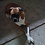 dog, brown, white, carpet, indoor, pet, animal, laying, crossed_paws, canine, domestic, fur, cute, relaxed, looking_up, ears, snout, four_legs, companion, household