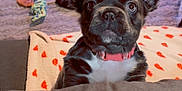 Doja joined the competition — help win amazing prizes! dog, puppy, pet, indoor, couch, blanket, toy, ears, curious, collar, carpet, living_room, furniture, cute, small_dog, brown, black, white, home, cozy