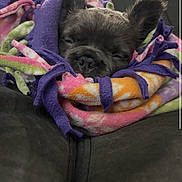 Doja joined the competition — help win amazing prizes! dog, sleeping, blanket, fleece, cozy, couch, pet, resting, indoor, colorful, fur, snuggled, animal, cute, comfort, relaxation, ears, nose, portrait, domestic