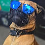 Scrappydoo joined the competition — help win amazing prizes! dog, sunglasses, blue, cool, pet, animal, collar, portrait, indoor, brown, canine, funny, accessory, closeup, blurred, muzzle, ears, reflection, face, domestic_animal