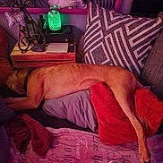 Scrappydoo joined the competition — help win amazing prizes! dog, couch, pillows, blanket, lamp, wooden_table, remote_control, mouse, decorative_butterfly, mirror, indoor, relaxed, sleeping, brown_dog, red_pillow, gray_pillow, striped_pillow, fabric, home_interior, cozy