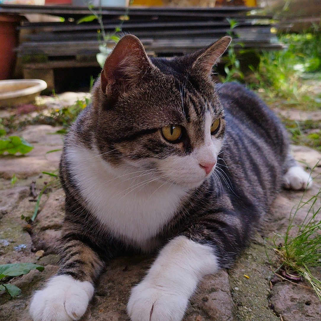 Gamora participe au concours pour gagner de l'argent avec cette photo : abyssinian, animal, car, cat, cookware, grass, jar, kitten, manx, pet, plant, planter, pot, pottedplant, pottery, slate, soil, transportation, vase, vehicle
