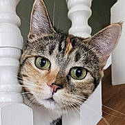 Love joined the competition — help win amazing prizes! abyssinian, angora, animal, cat, egyptiancat, hardwood, indoors, interiordesign, kitten, manx, pet, snout, stainedwood, text, wood