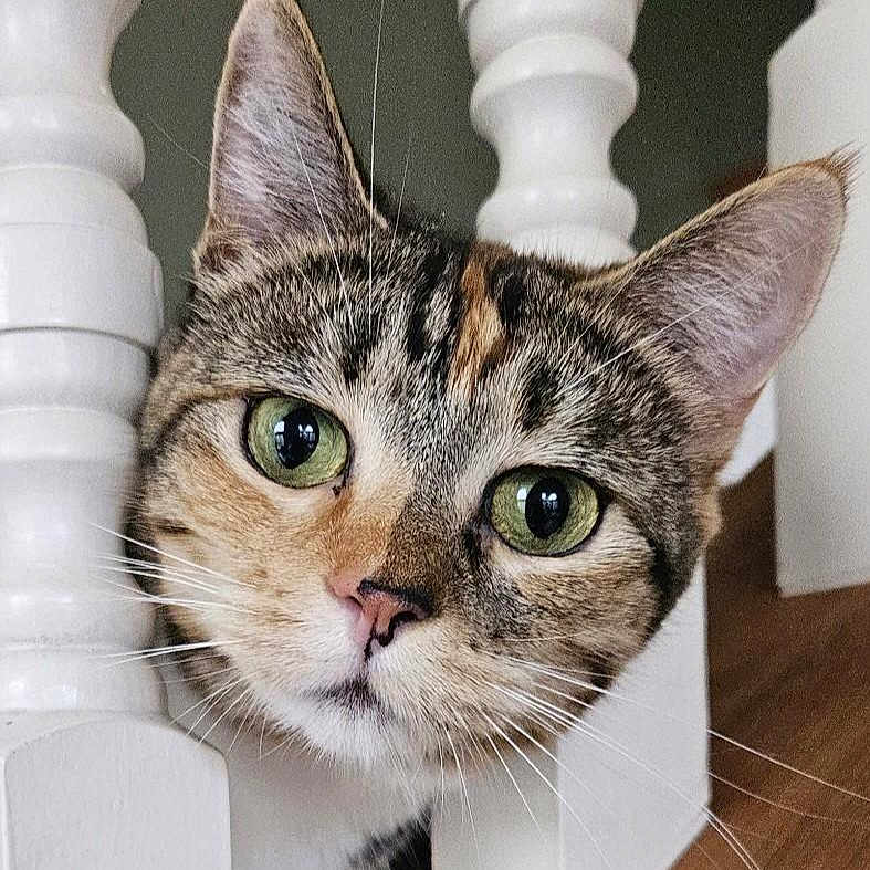 Love joined the competition — help win amazing prizes! abyssinian, angora, animal, cat, egyptiancat, hardwood, indoors, interiordesign, kitten, manx, pet, snout, stainedwood, text, wood