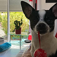 Voyou participe au concours pour gagner de l'argent avec cette photo : dog, black_and_white, indoor, window, plant, glass_table, red_ornament, pet, curious, face, ears, toy, couch, bright, sunlight, floor, decor, home, relaxed, animal