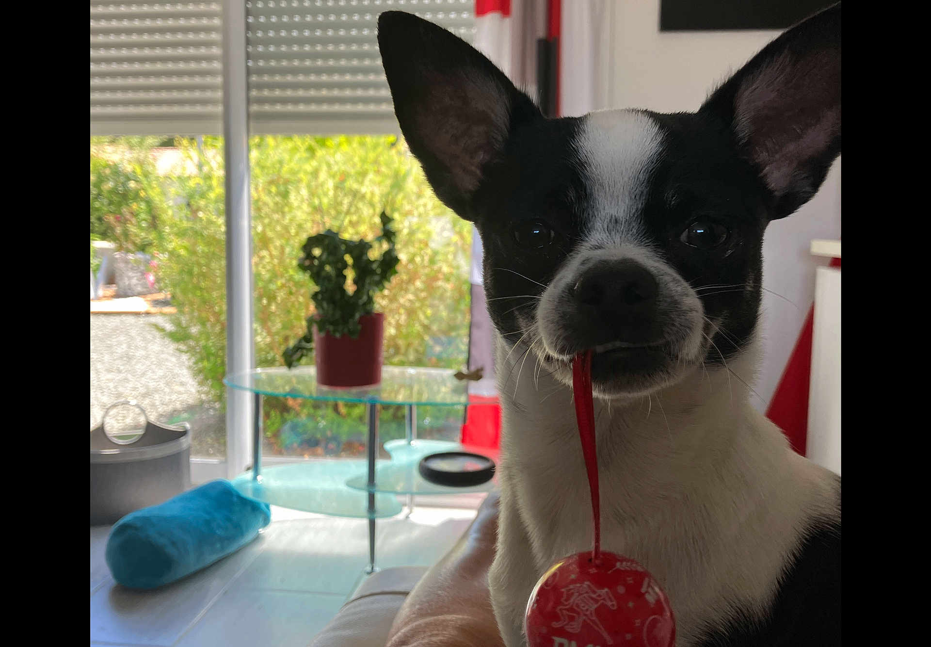 Voyou participe au concours pour gagner de l'argent avec cette photo : dog, black_and_white, indoor, window, plant, glass_table, red_ornament, pet, curious, face, ears, toy, couch, bright, sunlight, floor, decor, home, relaxed, animal