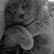 Loukoum participe au concours pour gagner de l'argent avec cette photo : cat, sleeping, fur, paws, closeup, cozy, pet, animal, relaxing, cute, whiskers, face, muzzle, feline, domestic_animal, resting, nap, soft, peaceful, portrait