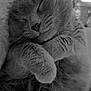 cat, sleeping, fur, paws, closeup, cozy, pet, animal, relaxing, cute, whiskers, face, muzzle, feline, domestic_animal, resting, nap, soft, peaceful, portrait