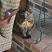 Zenobia is registered to the contest to win money with this photo: brick, cat, chair, curious, ears, eyes, feline, floor, fur, green_metal, indoor, nose, patterned_fabric, pet, plant_stand, sitting, tortoiseshell_cat, upholstered_chair, whiskers, window_light