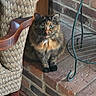 brick, cat, chair, curious, ears, eyes, feline, floor, fur, green_metal, indoor, nose, patterned_fabric, pet, plant_stand, sitting, tortoiseshell_cat, upholstered_chair, whiskers, window_light