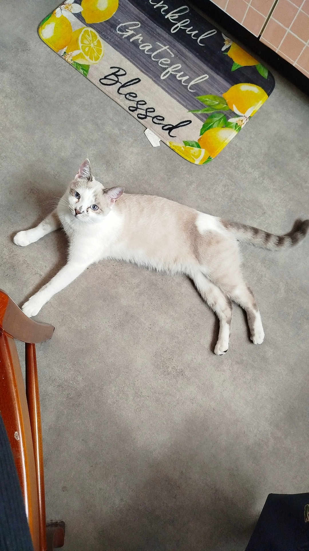 Bianca participe au concours pour gagner de l'argent avec cette photo : cat, indoor, floor, mat, lemons, text, animal, pet, relaxed, cream_color, blue_eyes, striped_tail, feline, laying_down, quiet, cozy, home, decor, wooden_chair, gray_floor