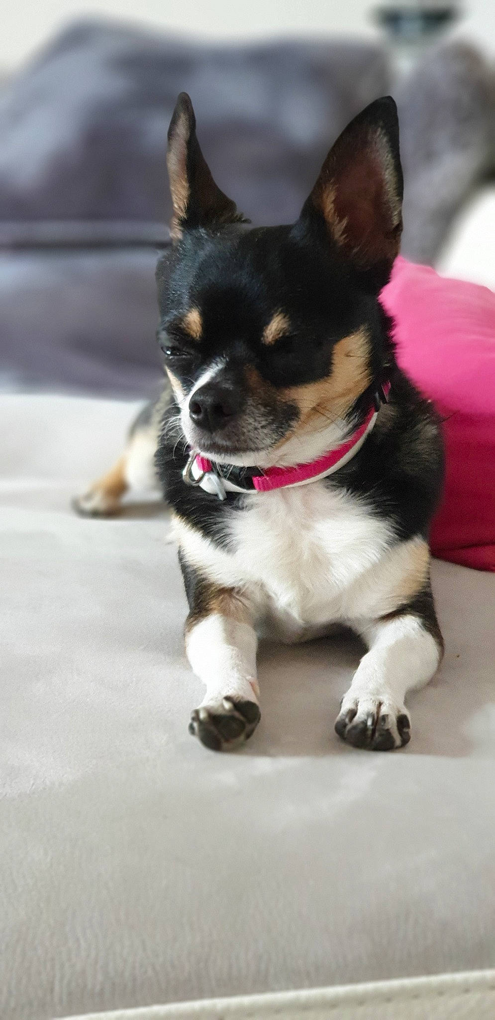 Mishka participe au concours pour gagner de l'argent avec cette photo : canidae, cardigan_welsh_corgi, carnivore, chihuahua, companion_dog, corgi_chihuahua, dog, dog_breed, mammal, miniature_fox_terrier, puppy, rare_breed_dog, rat_terrier, snout, sporting_group, teddy_roosevelt_terrier, toy_dog, toy_fox_terrier, vertebrate, whiskers