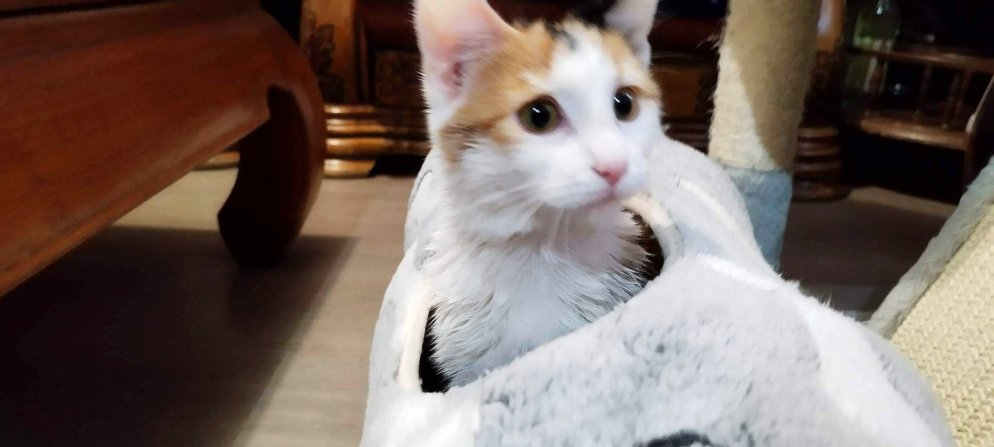 Tia participe au concours pour gagner de l'argent avec cette photo : carnivore, cat, fawn, felidae, flooring, fur, sitting, small_to_medium_sized_cats, snout, tail, whiskers