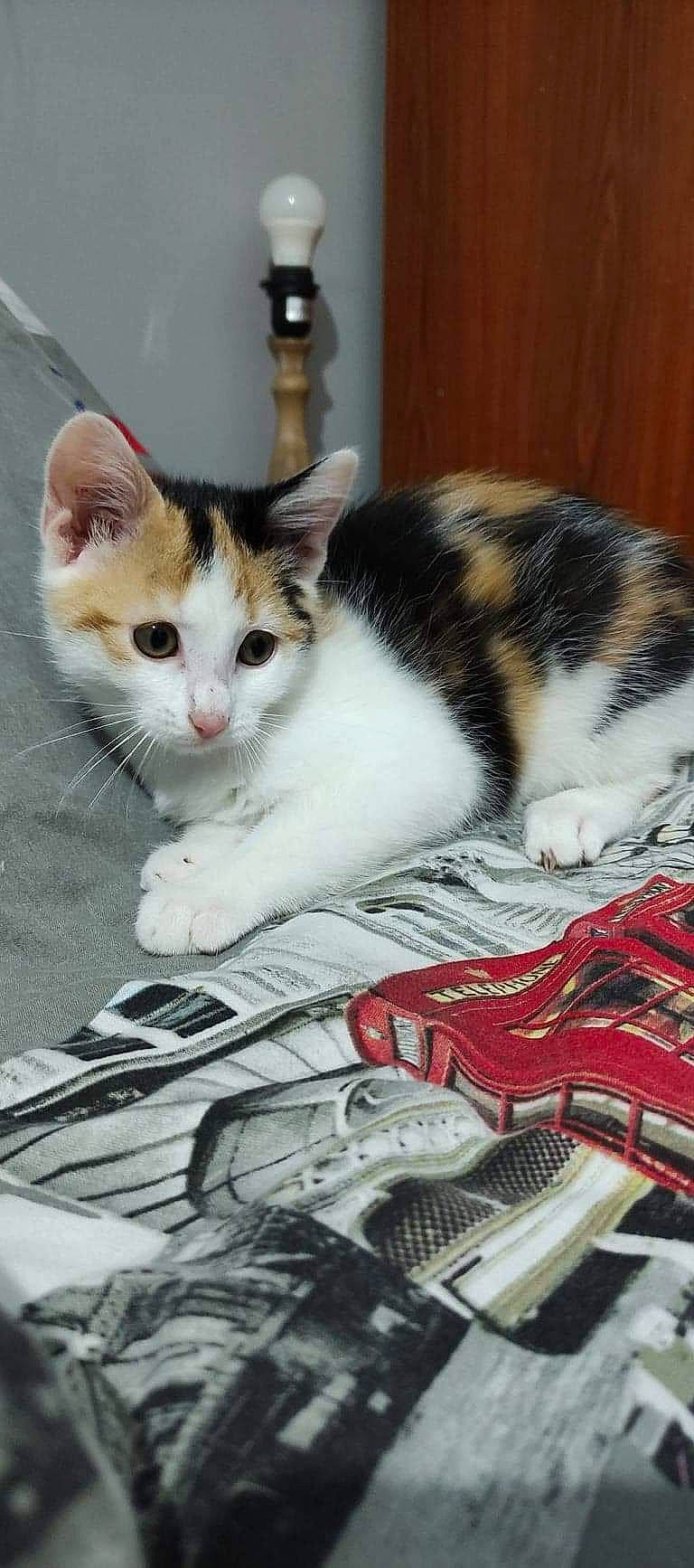 Tia participe au concours pour gagner de l'argent avec cette photo : art, carmine, carnivore, cat, claw, collar, comfort, domestic_short_haired_cat, felidae, fur, mammal, pattern, paw, pet_supply, publication, small_to_medium_sized_cats, tail, vertebrate, whiskers