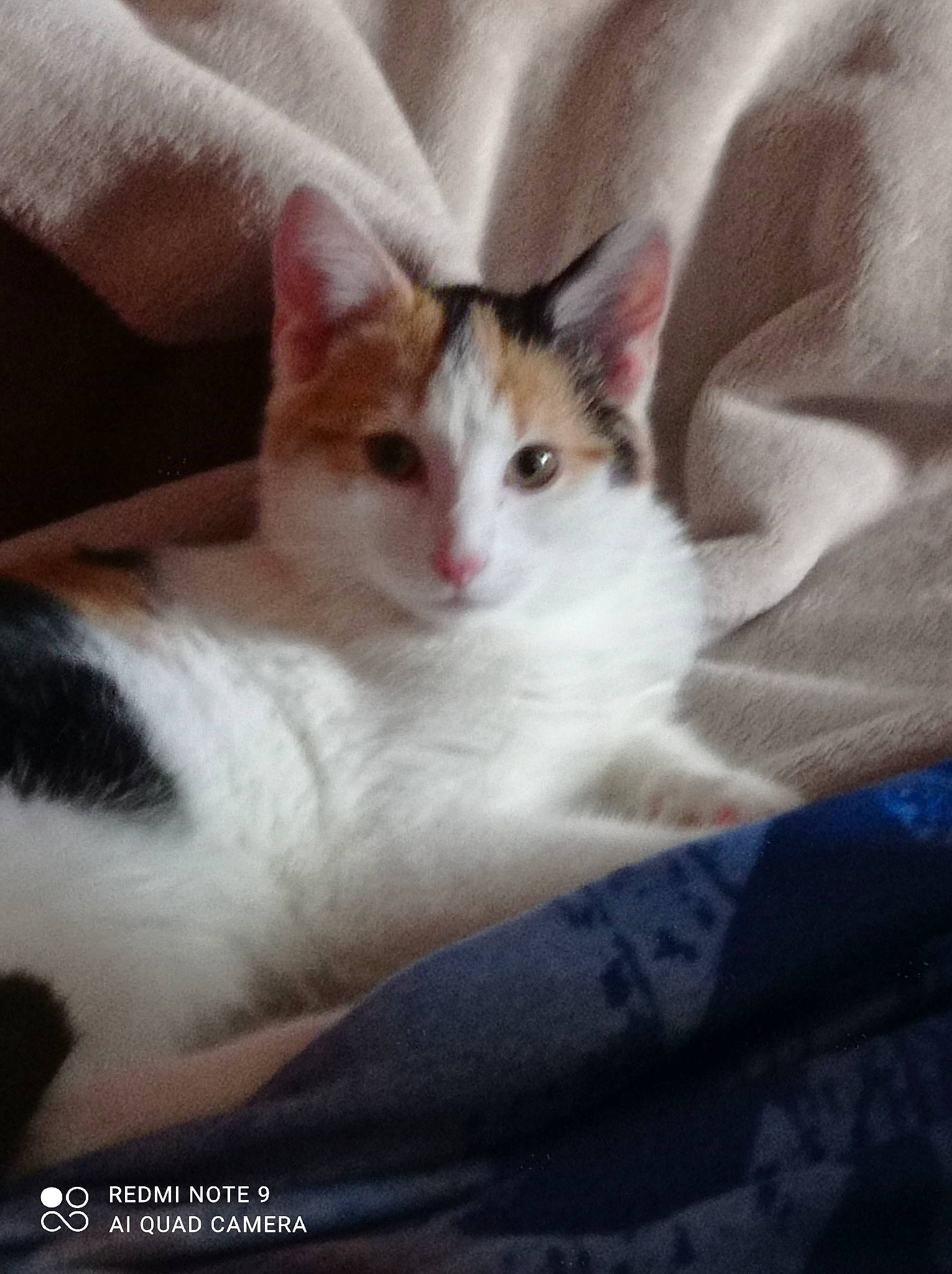 Tia a rejoint le concours — aidez-le/la à gagner de superbes lots ! box, carnivore, cat, claw, comfort, domestic_short_haired_cat, eye, felidae, fur, iris, paw, sitting, small_to_medium_sized_cats, snout, tail, whiskers