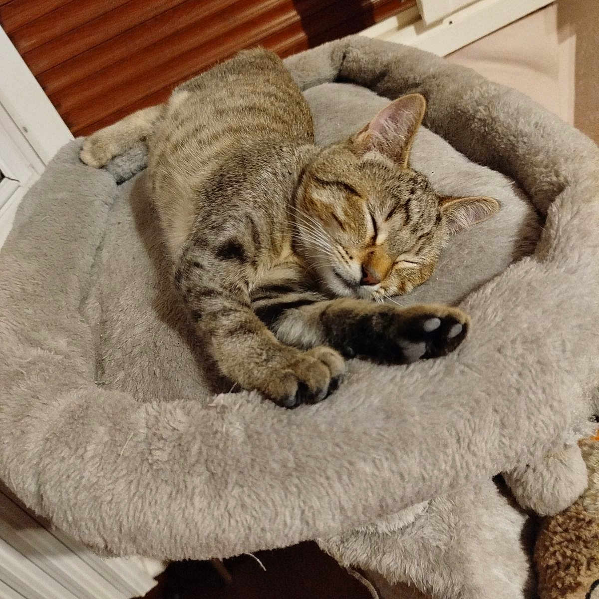 Maya