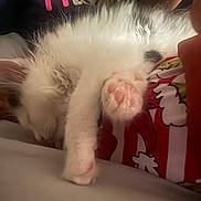 Vic is registered to the contest to win money with this photo: animal, bed, blanket, cat, close_up, cozy, cute, fluffy, indoor, kitten, nap, patterned_fabric, paw, pet, pink_paw_pads, relaxation, resting, sleeping, soft, white_fur