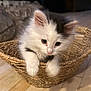 Vic joined the competition — help win amazing prizes! animal, basket, black, cat, cozy, curious, cute, ears, feline, floor, fur, home, indoor, kitten, paws, pet, small, whiskers, white, young