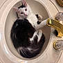 Vic joined the competition — help win amazing prizes! bathroom, black_and_white, cat, cozy, curiosity, curled_up, domestic_animal, ears, feline, fur, golden_faucet, indoor, looking_up, marble_counter, pet, relaxed, sink, tail, whiskers, white_sink