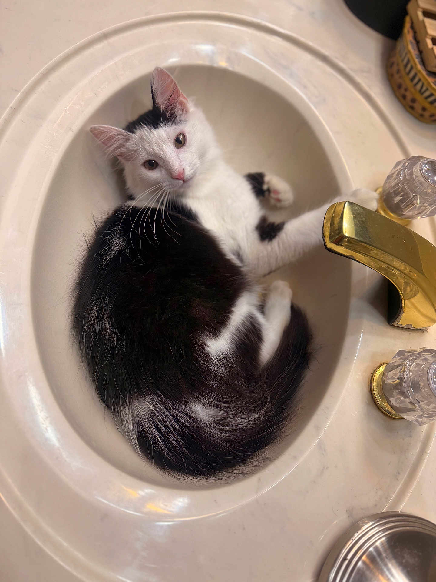 Vic joined the competition — help win amazing prizes! bathroom, black_and_white, cat, cozy, curiosity, curled_up, domestic_animal, ears, feline, fur, golden_faucet, indoor, looking_up, marble_counter, pet, relaxed, sink, tail, whiskers, white_sink