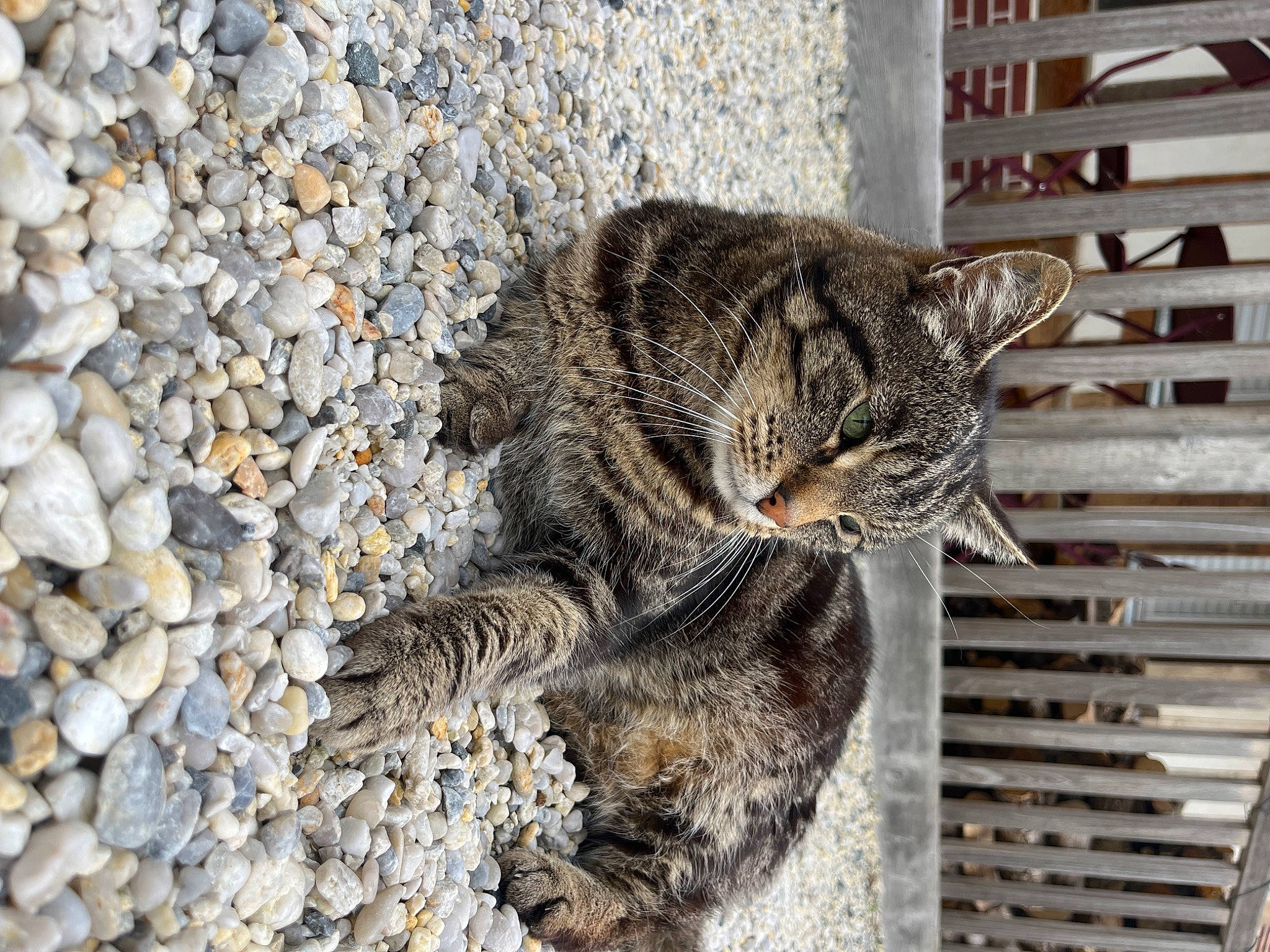 Mistigris participe au concours pour gagner de l'argent avec cette photo : carnivore, cat, claw, domestic_short_haired_cat, eye, felidae, fur, paw, pebble, road_surface, sand, small_to_medium_sized_cats, snout, soil, tail, terrestrial_animal, whiskers, wildlife, wood