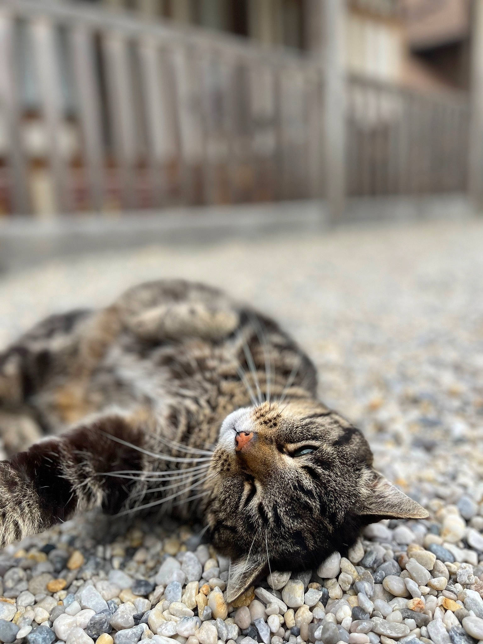 Mistigris participe au concours pour gagner de l'argent avec cette photo : asphalt, carnivore, cat, claw, domestic_short_haired_cat, felidae, flooring, fur, grass, grey, monochrome_photography, paw, road_surface, small_to_medium_sized_cats, snout, soil, tail, terrestrial_animal, whiskers, wood