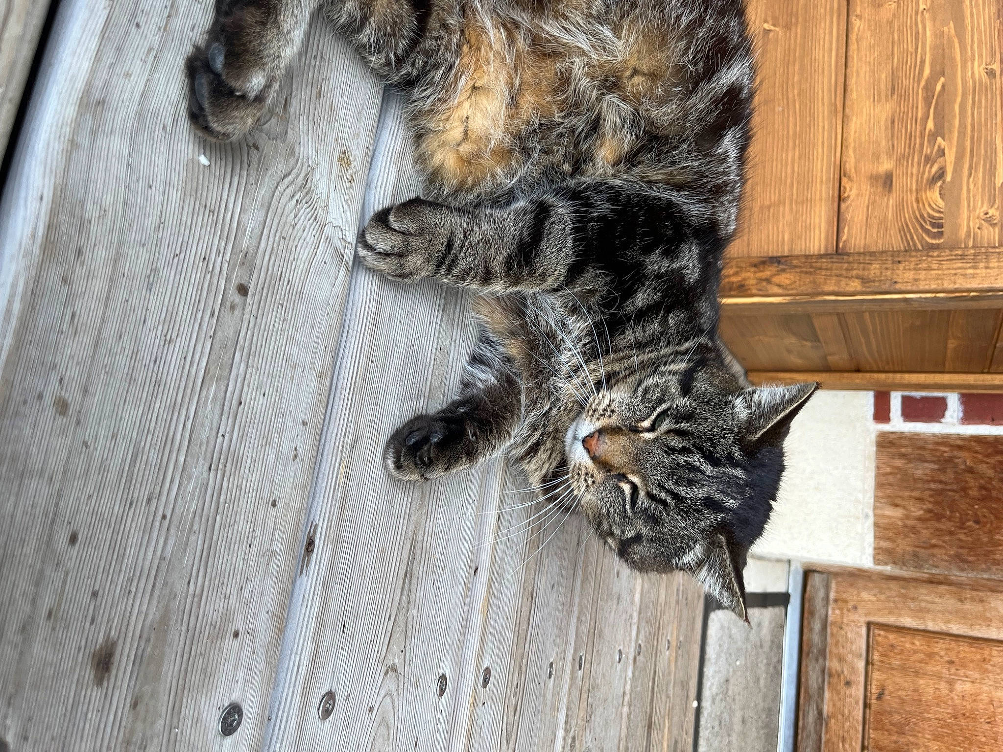 Mistigris participe au concours pour gagner de l'argent avec cette photo : canidae, carnivore, cat, claw, dog_breed, domestic_short_haired_cat, felidae, flooring, fur, hardwood, pattern, paw, small_to_medium_sized_cats, sporting_group, tail, terrestrial_animal, whiskers, window, wood