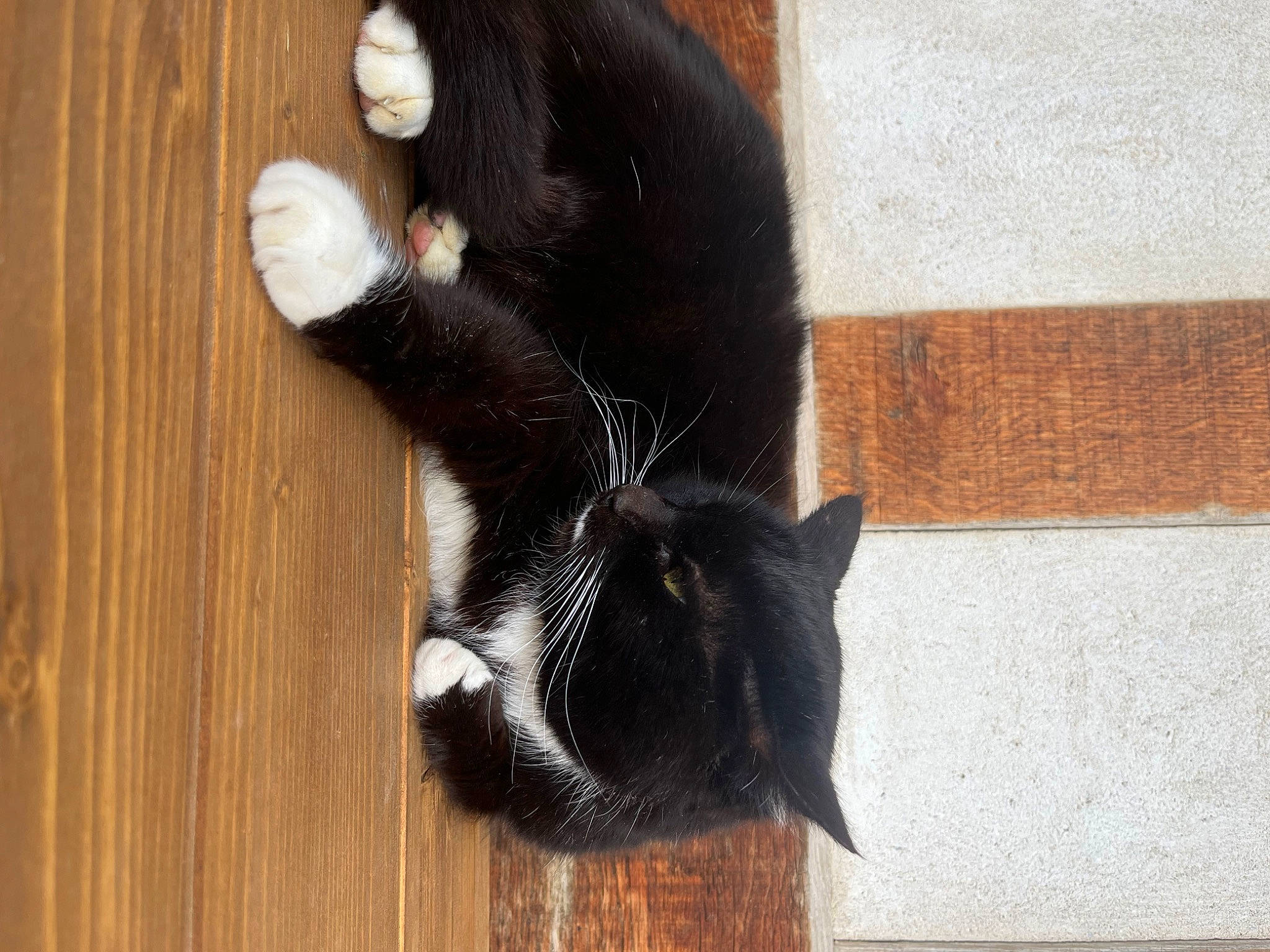 Aramis a rejoint le concours — aidez-le/la à gagner de superbes lots ! canidae, carnivore, cat, dog_breed, domestic_short_haired_cat, ear, felidae, flooring, foot, fur, hardwood, human_leg, small_to_medium_sized_cats, snout, sporting_group, tail, terrestrial_animal, whiskers, wood, wood_stain