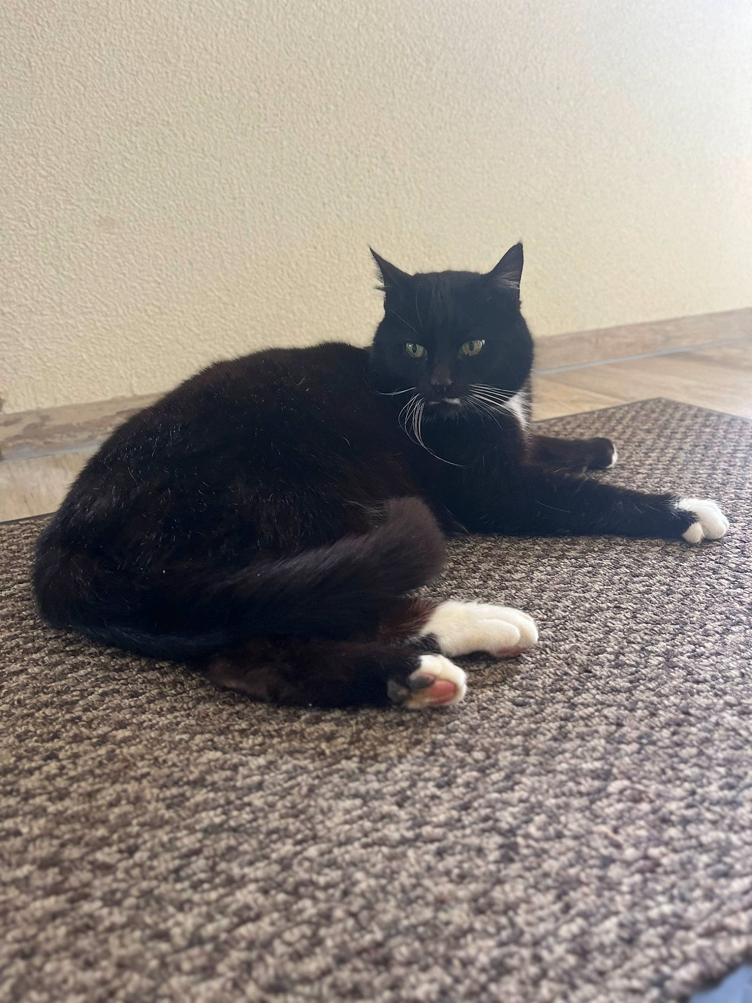 Aramis participe au concours pour gagner de l'argent avec cette photo : asphalt, black_cat, carnivore, cat, comfort, domestic_short_haired_cat, felidae, floor, flooring, fur, grey, human_leg, paw, road_surface, small_to_medium_sized_cats, snout, tail, tints_and_shades, vertebrate, whiskers